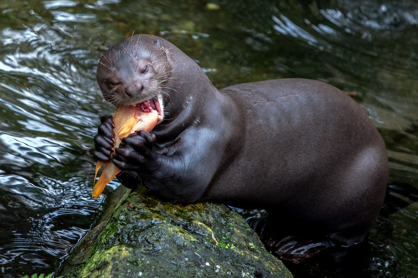 Bon appétit