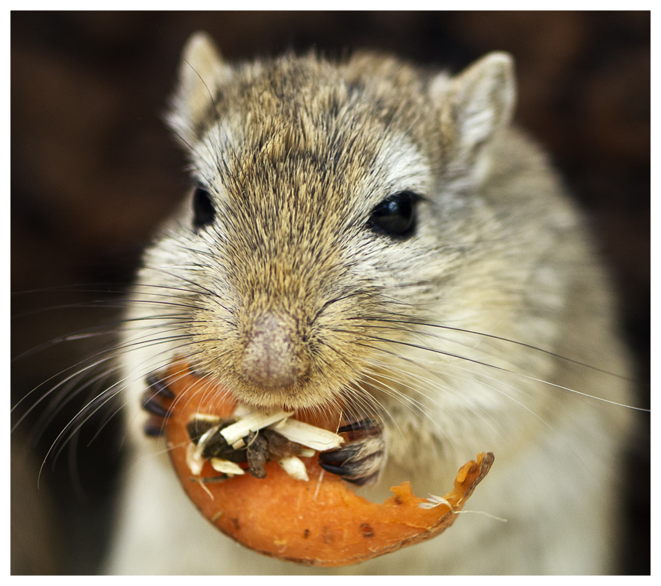 Bon appétit!