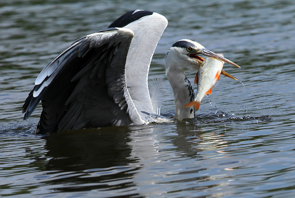 Bon appétit