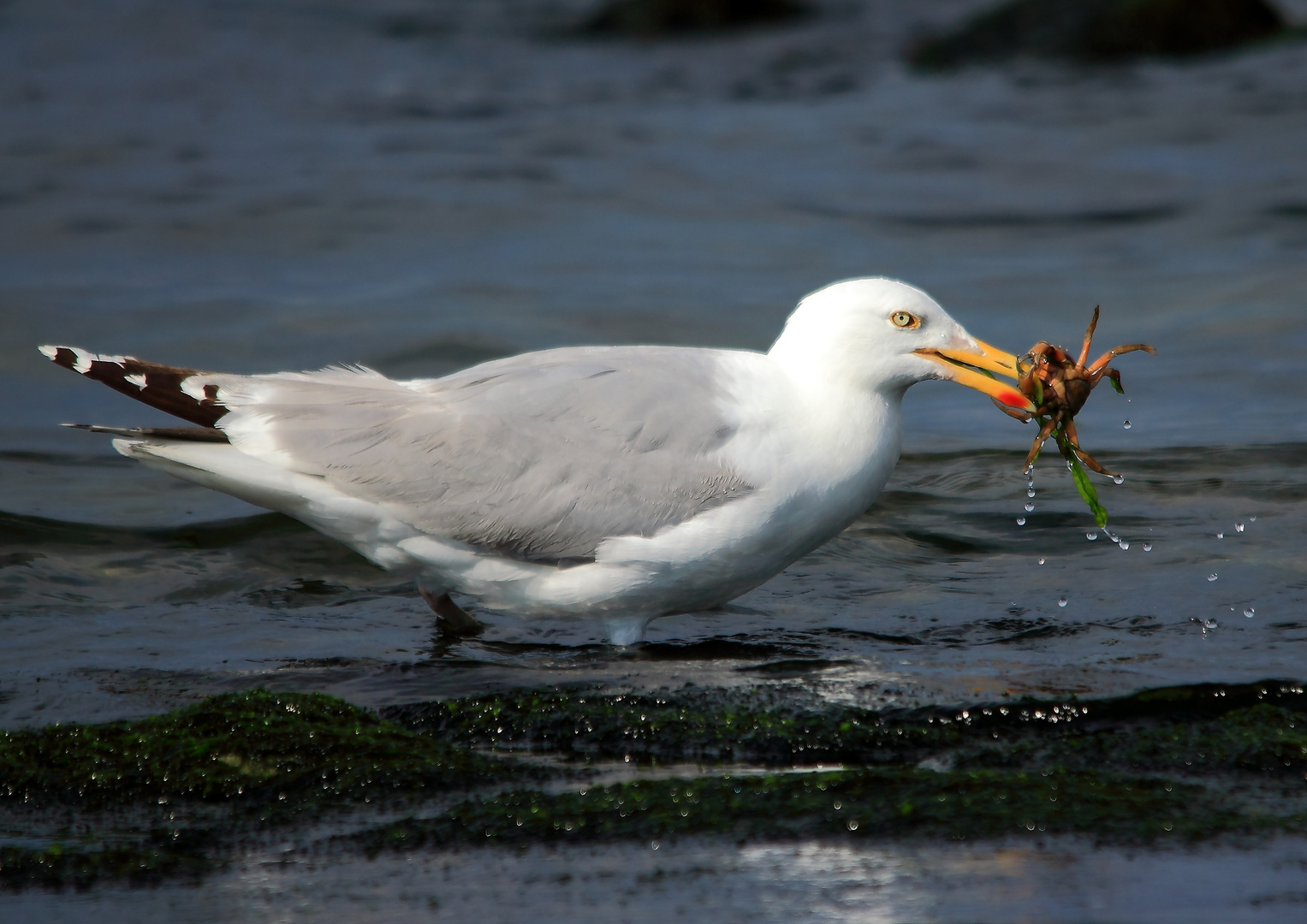 Bon appétit