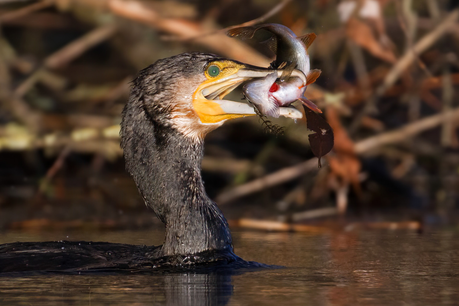 bon appétit