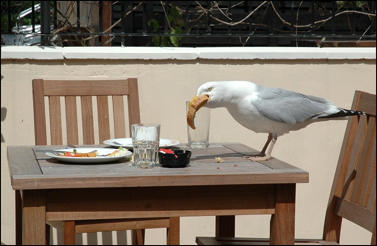 bon appétit!