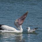 Bon appetit and the dangerous living seagull .......