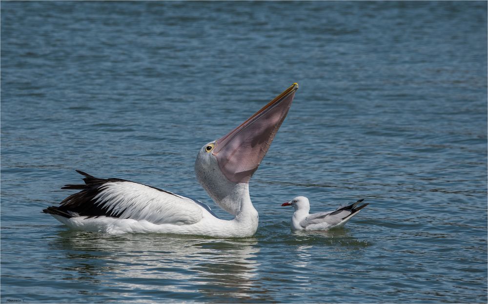 Bon appetit and the dangerous living seagull .......