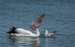 Bon appetit and the dangerous living seagull .......