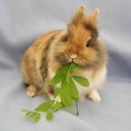 Bon appétit, Lily!