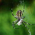 Bon appétit, Madame Wespenspinne