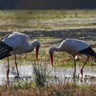 - Bon dia! - Bon dia!