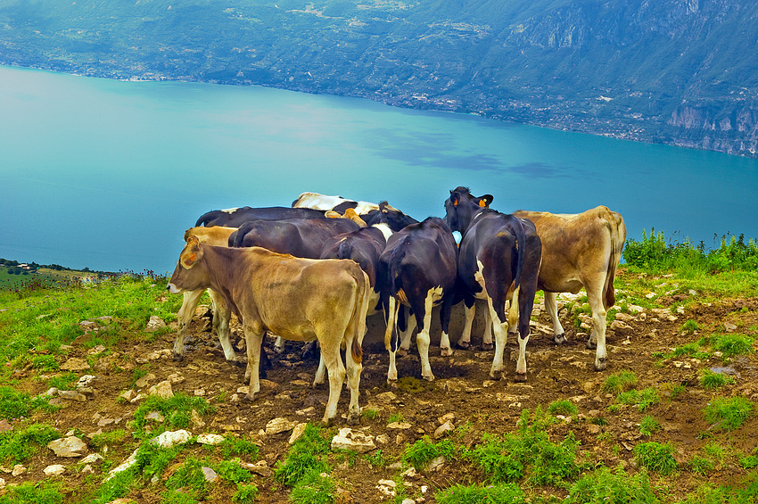 Bon giorno lago di garda