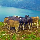 Bon giorno lago di garda