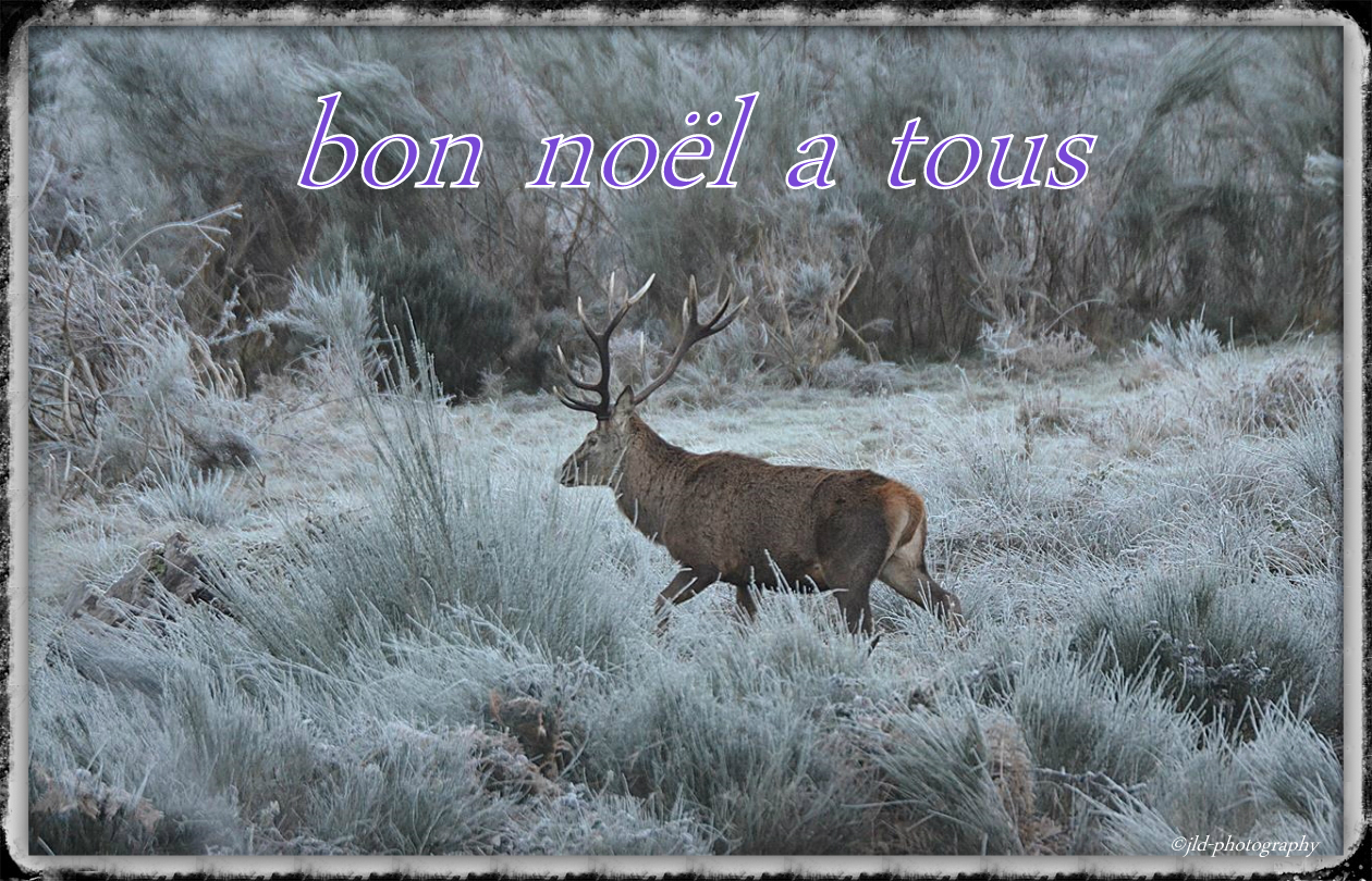 BON Noël a tous