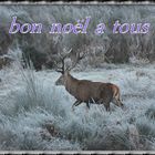 BON Noël a tous