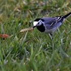 Bon repas de Printemps