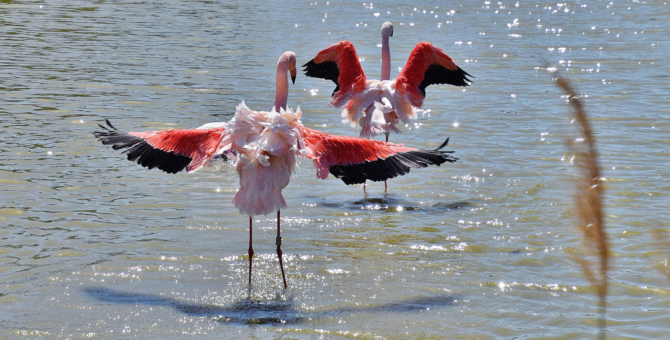 Bon WE de Camargue!