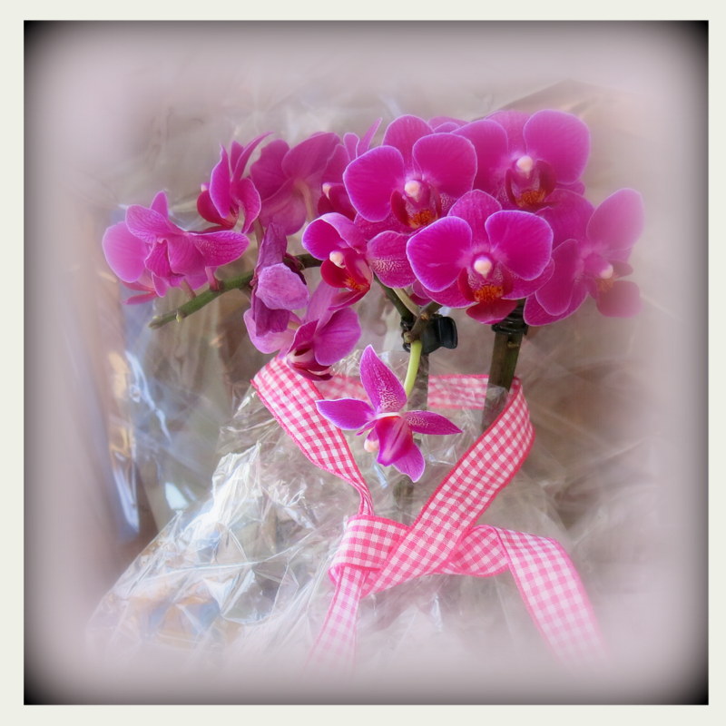 Bon Week End Photo Et Image Fleurs Orchidees Nature Images Fotocommunity Bon Week End Photo Et Image Fleurs Orchidees Nature Images Fotocommunity