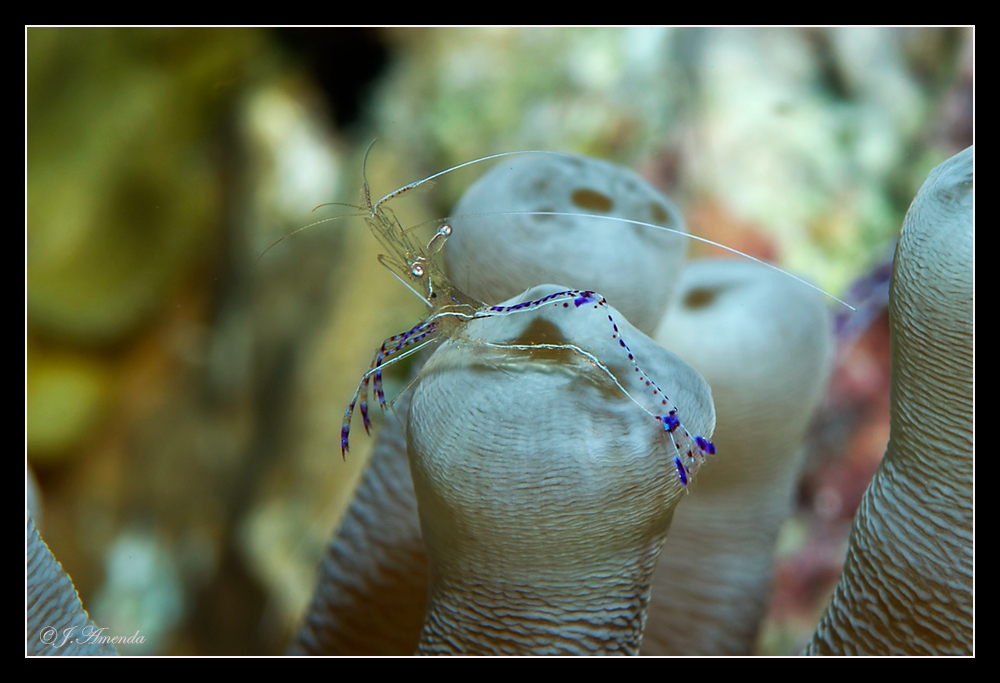 .....Bonaire # 2....