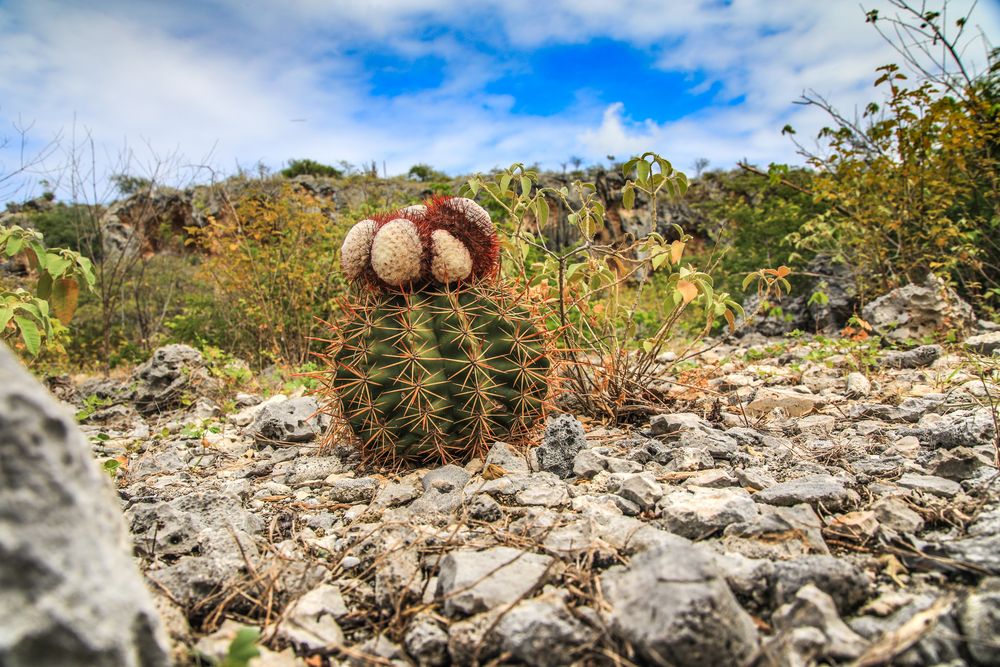 Bonaire 6