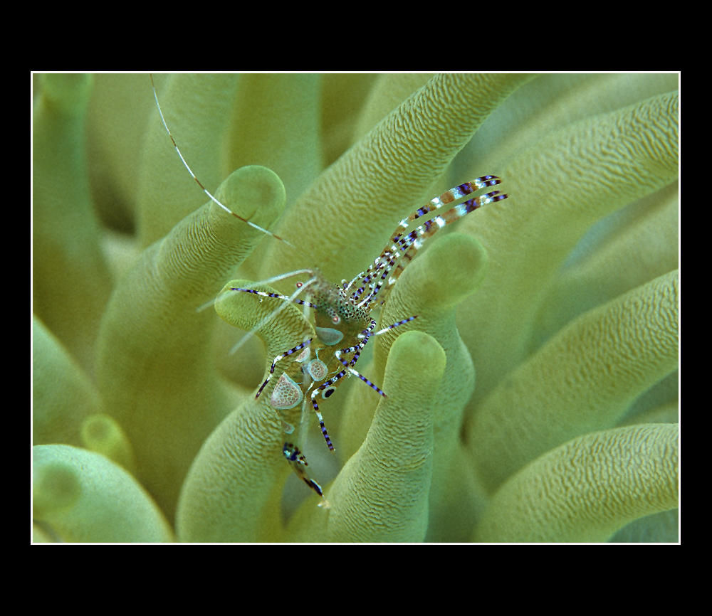 Bonaire