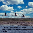 Bonaire