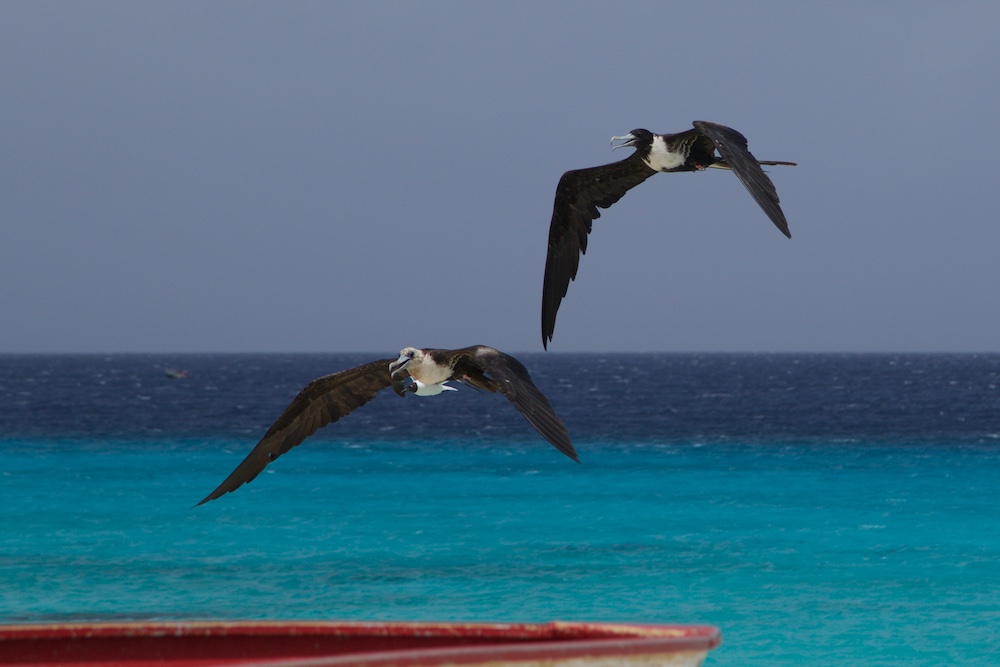 Bonaire - Fregattvögel