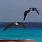 Bonaire - Fregattvögel