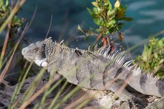 Bonaire - Iguana