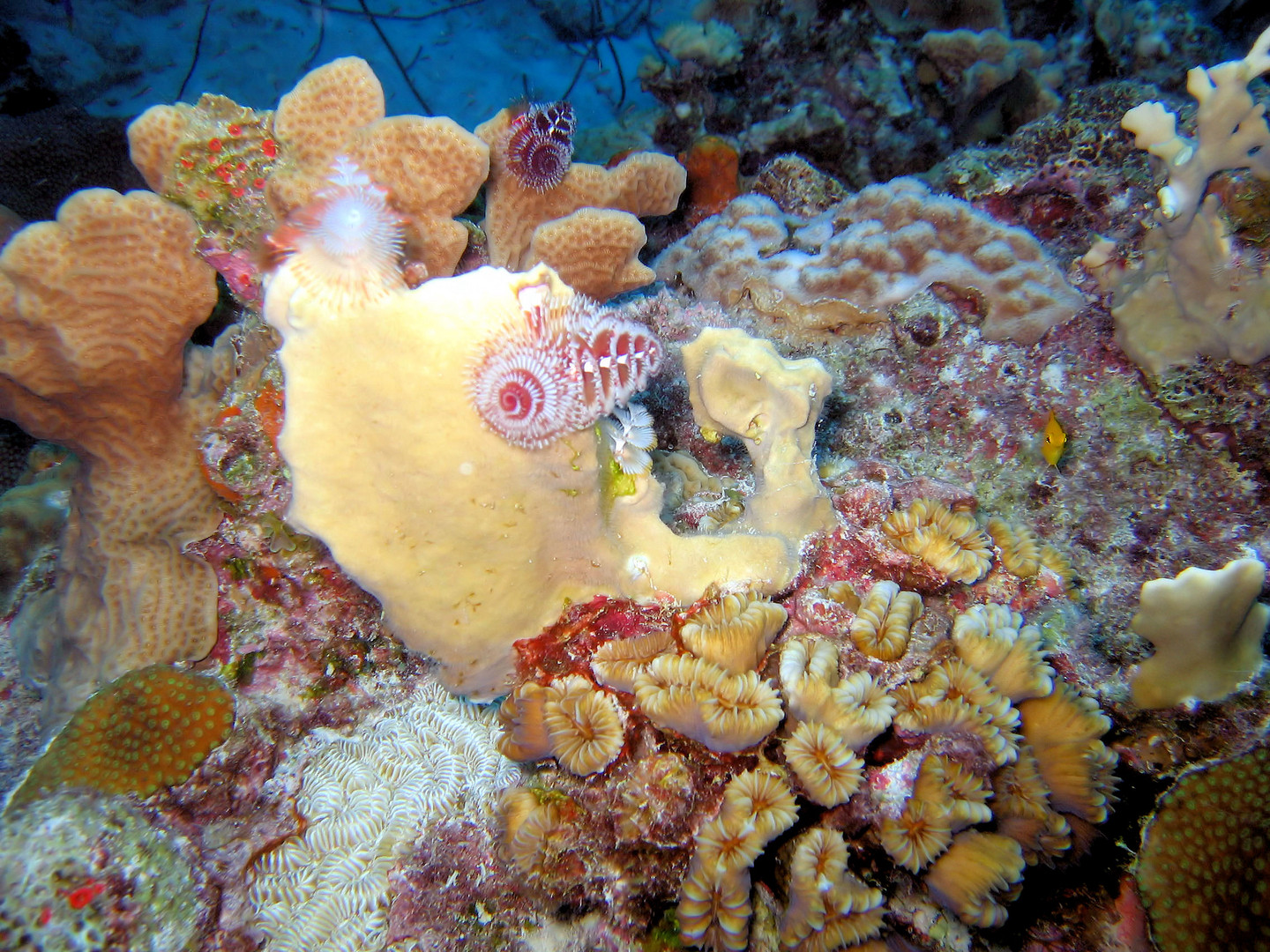 Bonaire Korallenriff