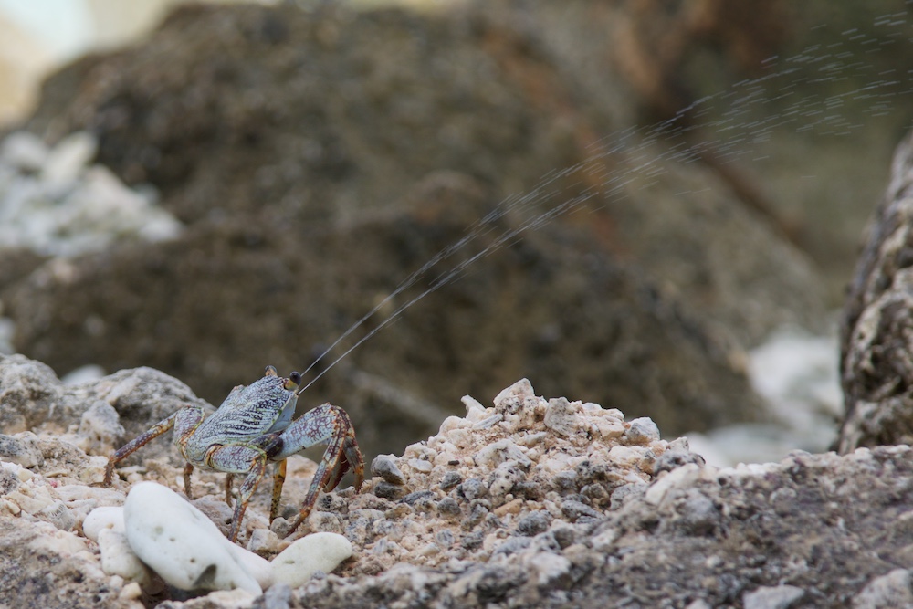 Bonaire - Krebs