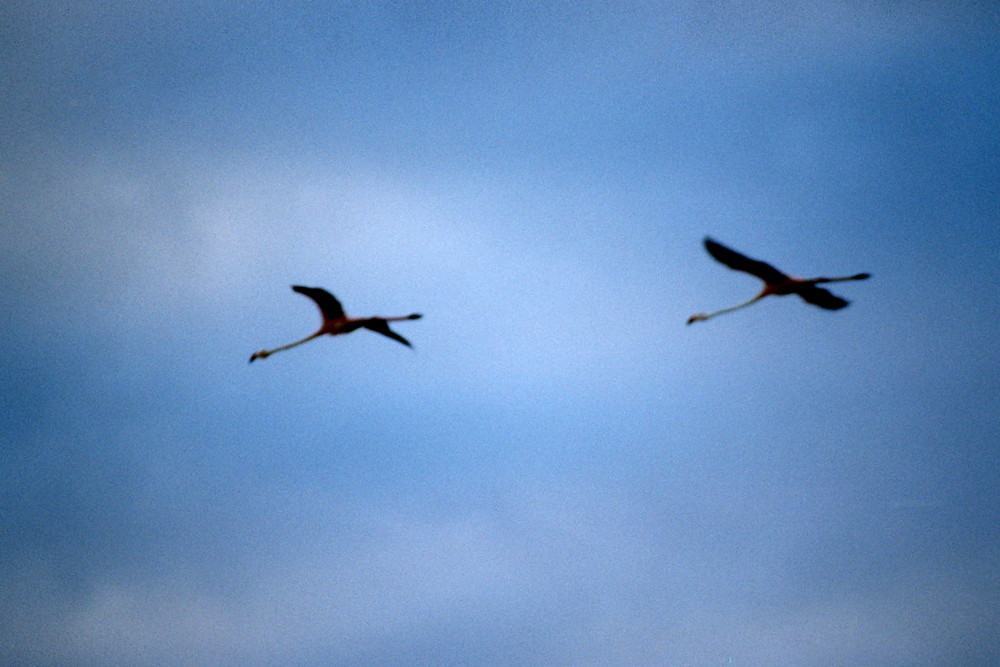 Bonaire paar