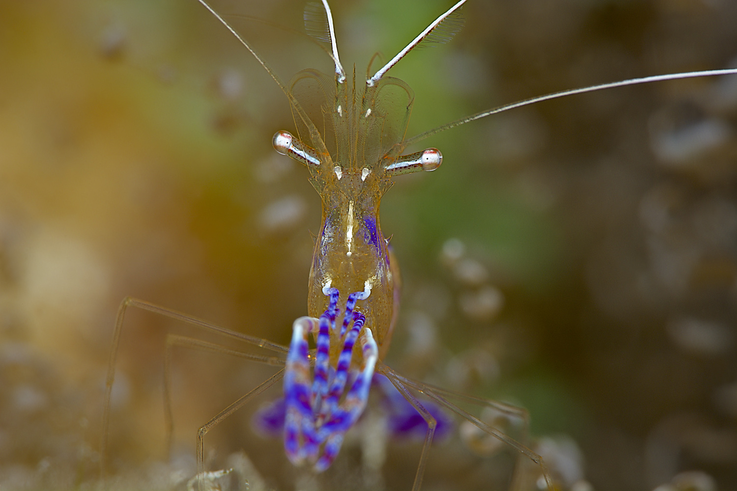 Bonaire_21_25