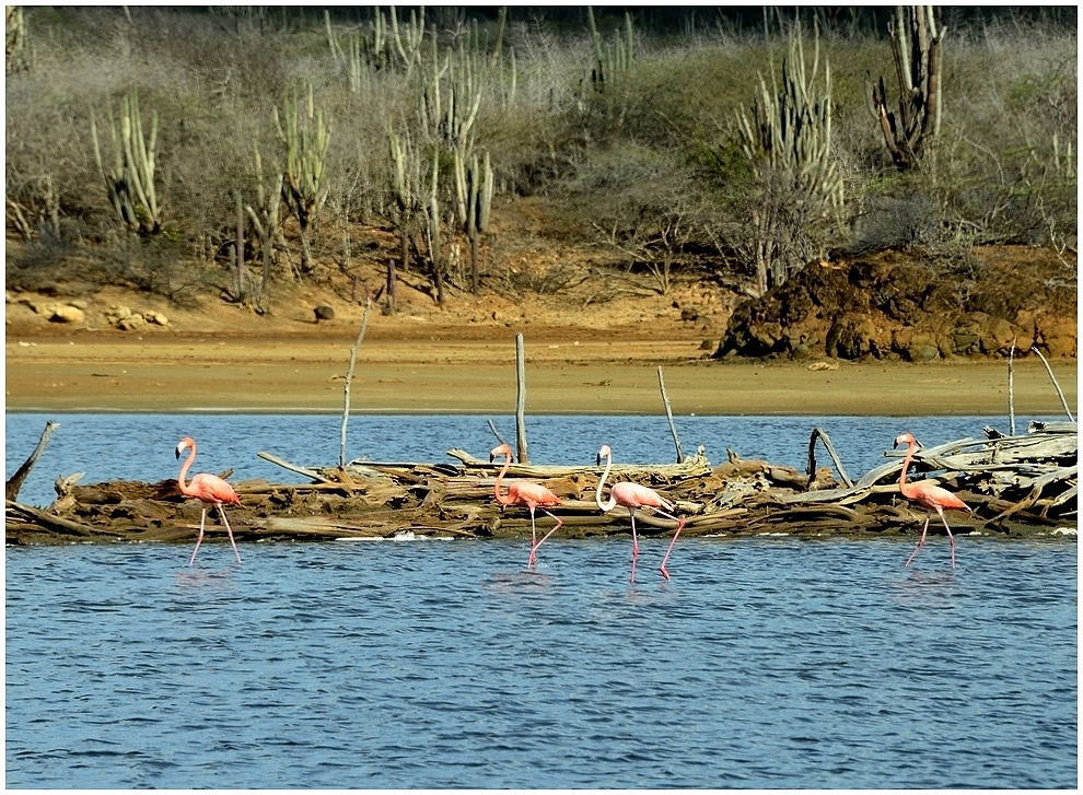 Bonaire_3