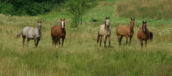 Bonanza