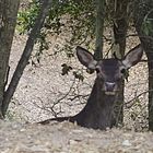 bonasera seneora cervo