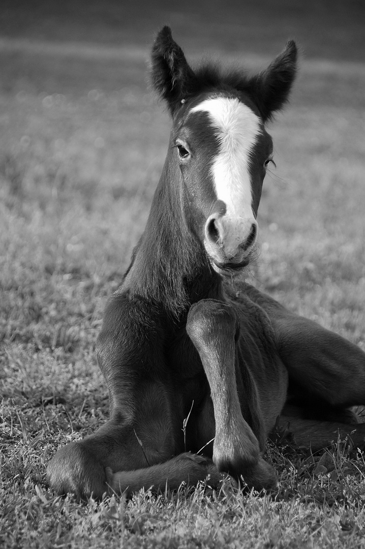 Bonbon de l'Audience