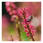 Bonbonfarbenes Bienenparadies