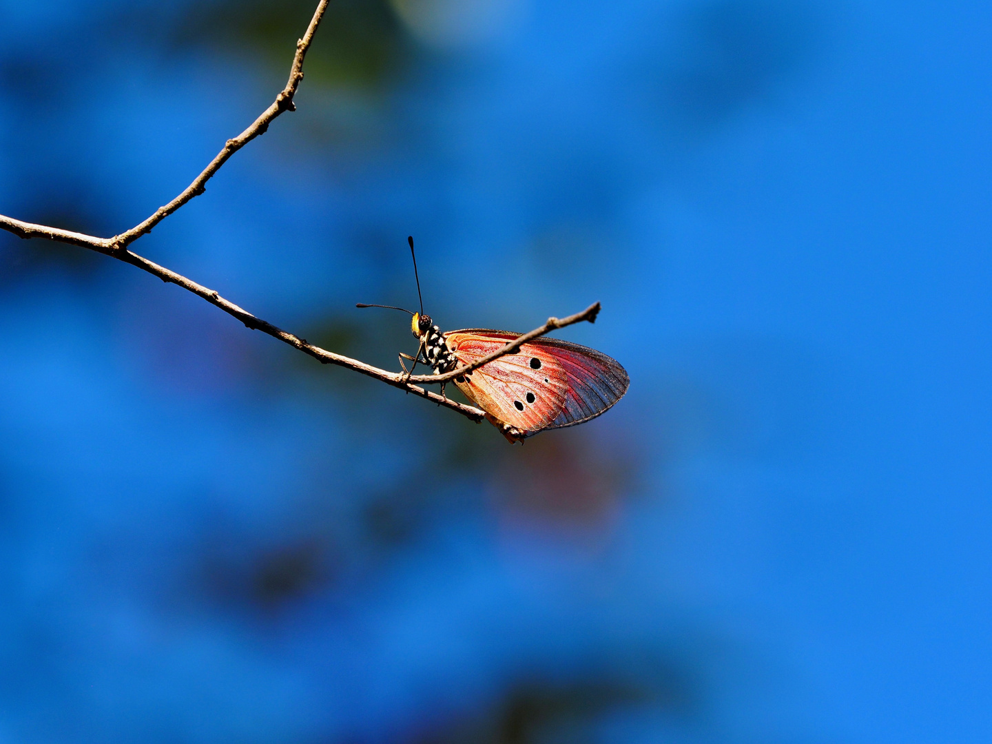 Bonbonflieger