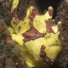 Bonbonpapier im Riff: Clown-Frog-Fish(antennarius maculatus)