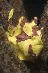 Bonbonpapier im Riff: Clown-Frog-Fish(antennarius maculatus)