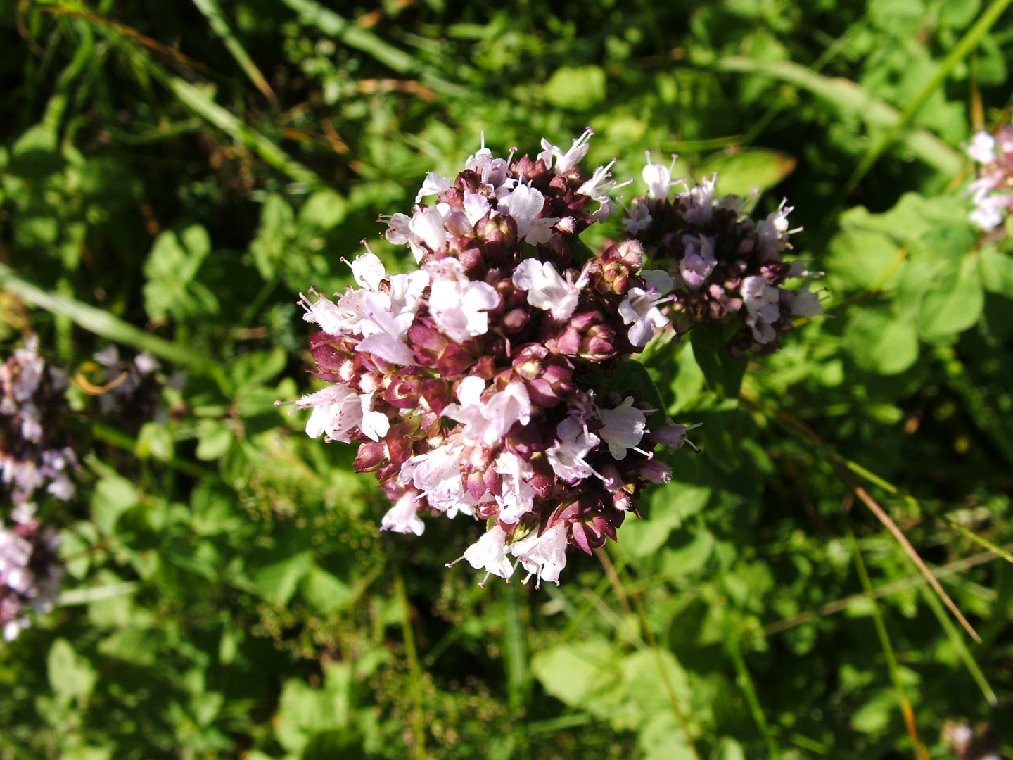 Bonbons fleuris