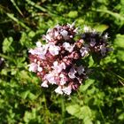 Bonbons fleuris