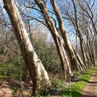 ..Bondaroy, la route aux arbres penchées (45)