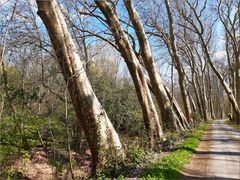 ..Bondaroy, la route aux arbres penchées (45)