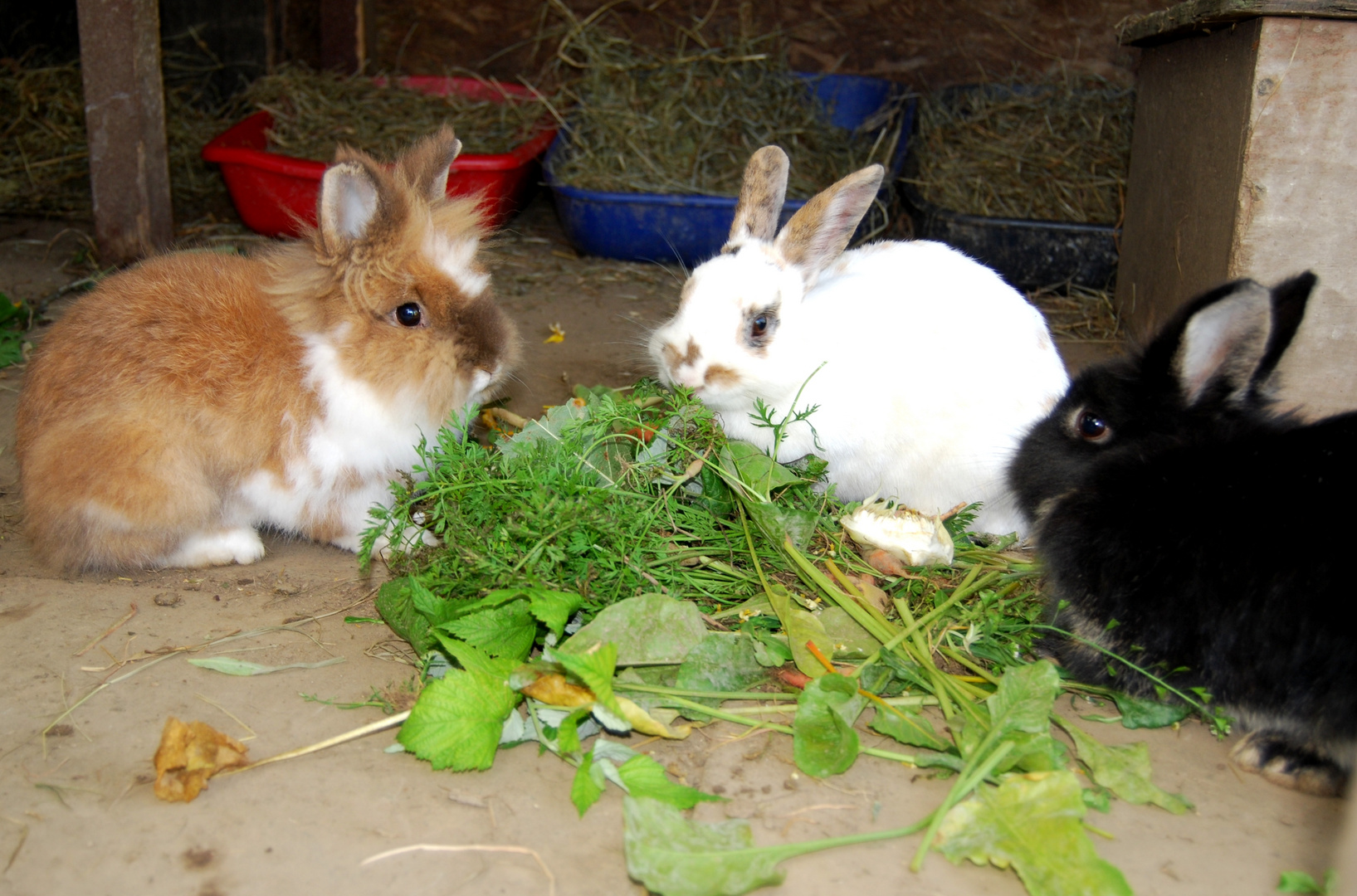 Bondi, Coco und Sandy