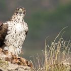 Bonelli - ein toller Superheld