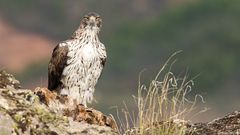 Bonelli - ein toller Superheld