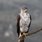 Bonelli's Eagle