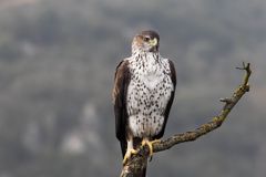 Bonelli's Eagle