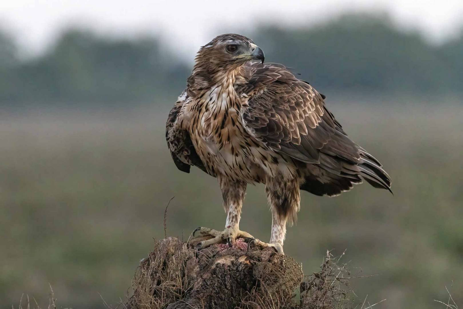 Bonelli's Eagle