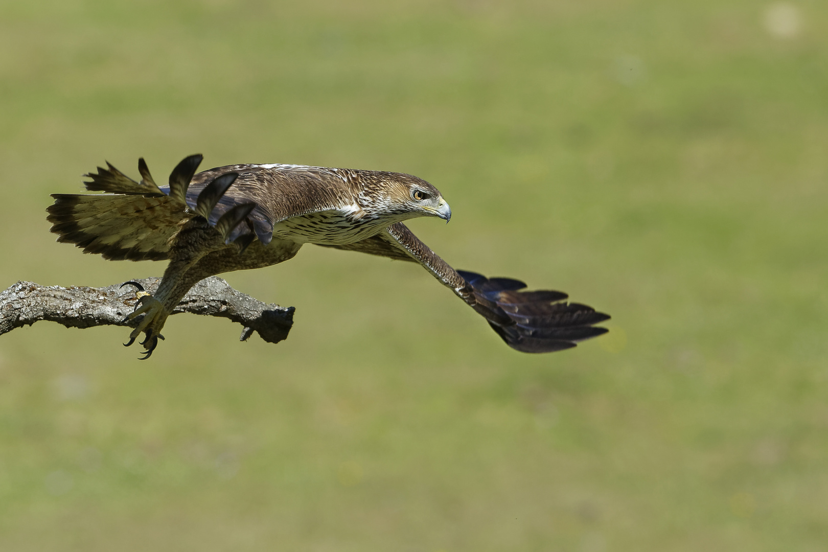 Bonelli's Eagle Take Off