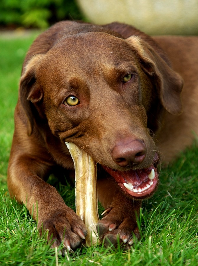 Bones - Der Knochenjäger...